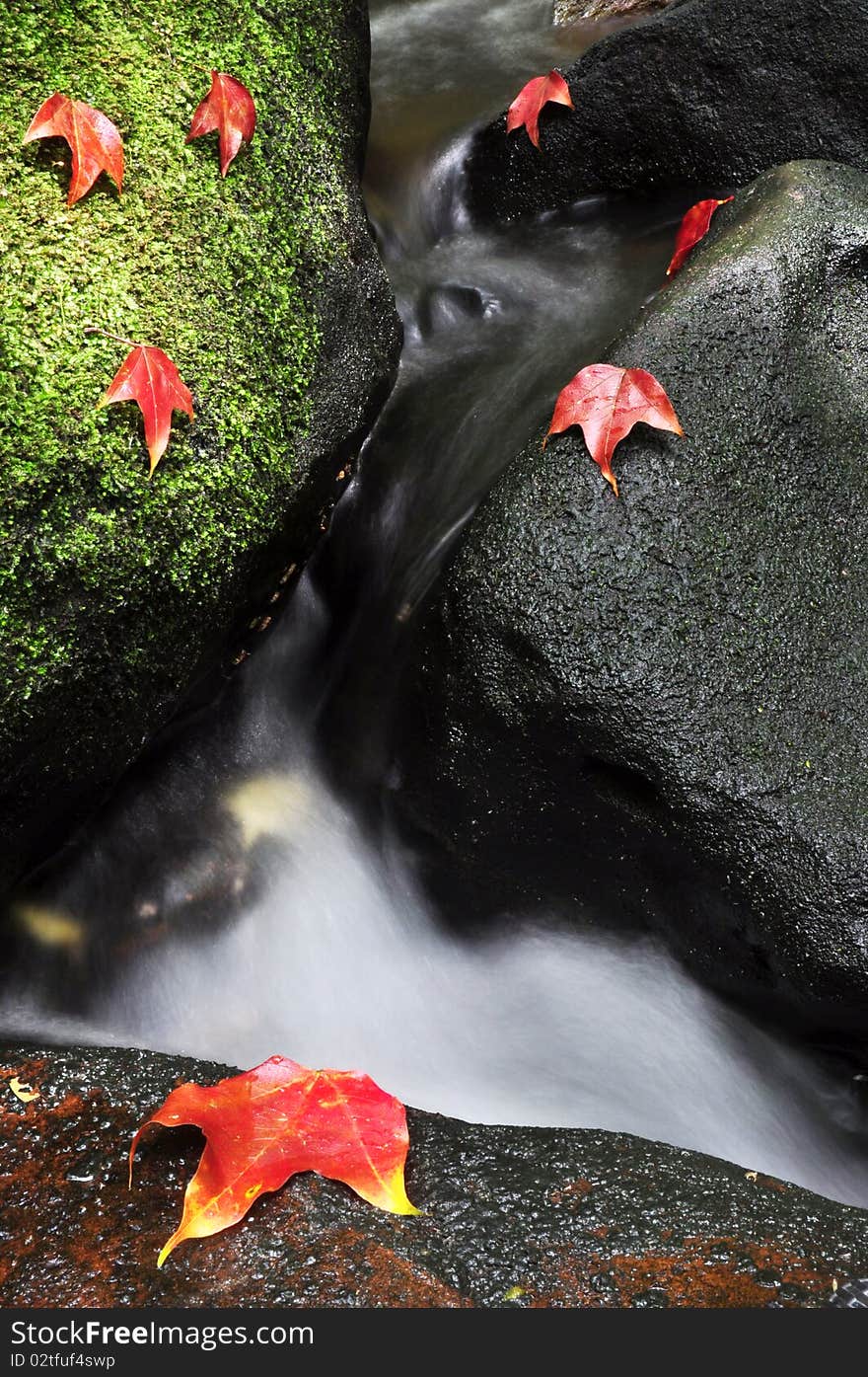 Waterfall Maple