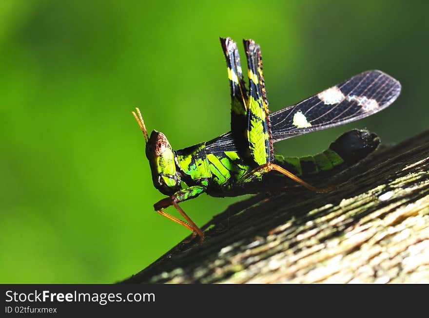 Grasshopper on a green background at Ched kod waterfall - Thailand