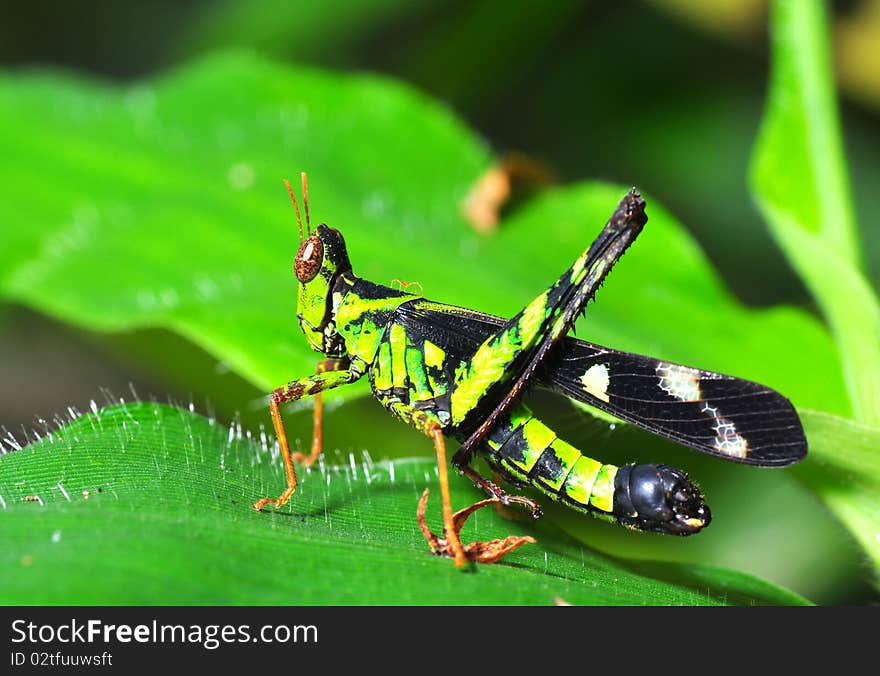 Grasshopper in the forest Thailand