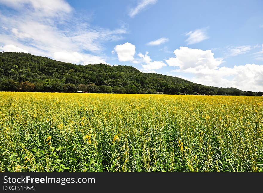 Flower field at pakchong in Thailand