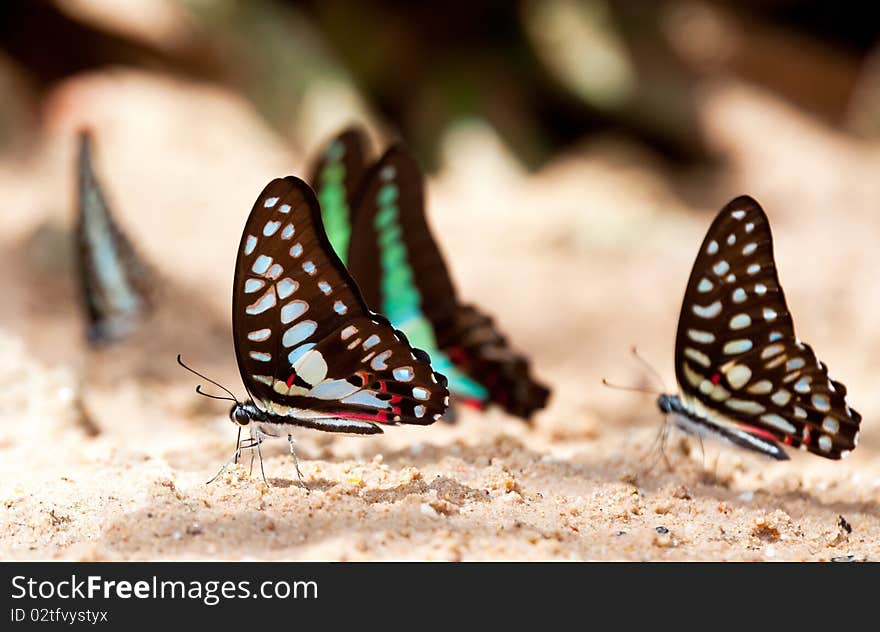 Butterfly Macro at Pang si da - Thailand. Butterfly Macro at Pang si da - Thailand