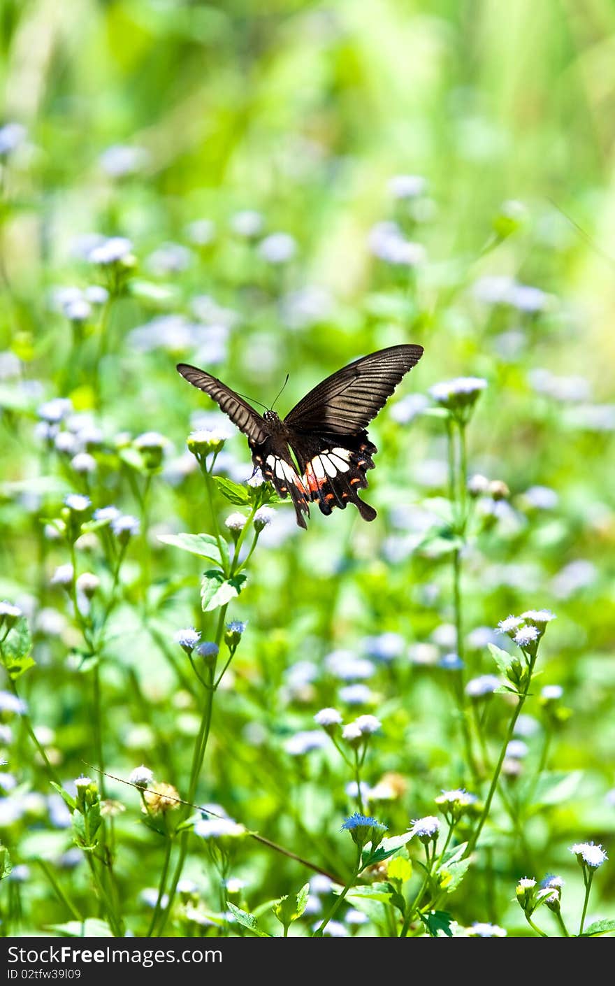 Butterfly hold on the flower. Butterfly hold on the flower.