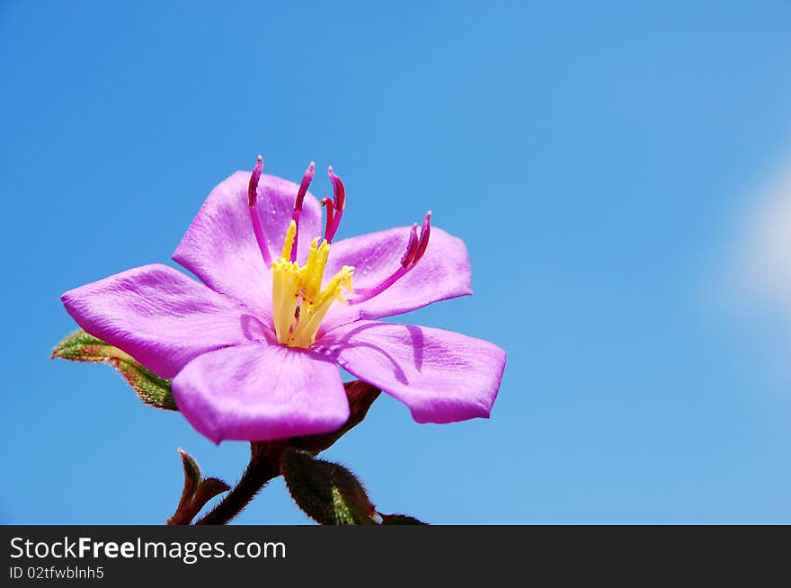 The beautiful flower at phukraduang nationalpark