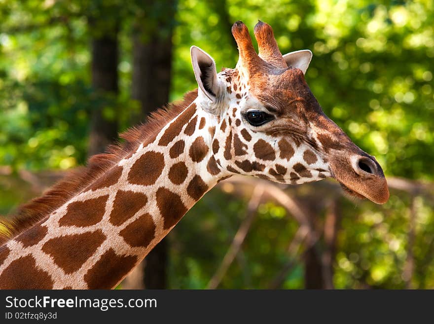 Portrait of a giraffe in its natural environment. Portrait of a giraffe in its natural environment.