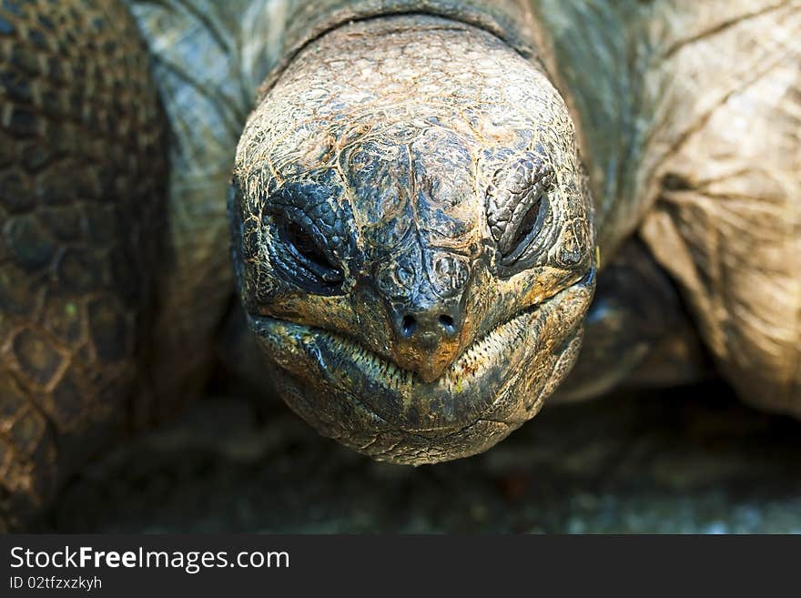 Close up on the face of a turtle.