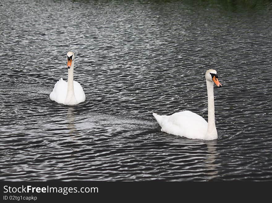 Beautiful white Swans swimmig in the water