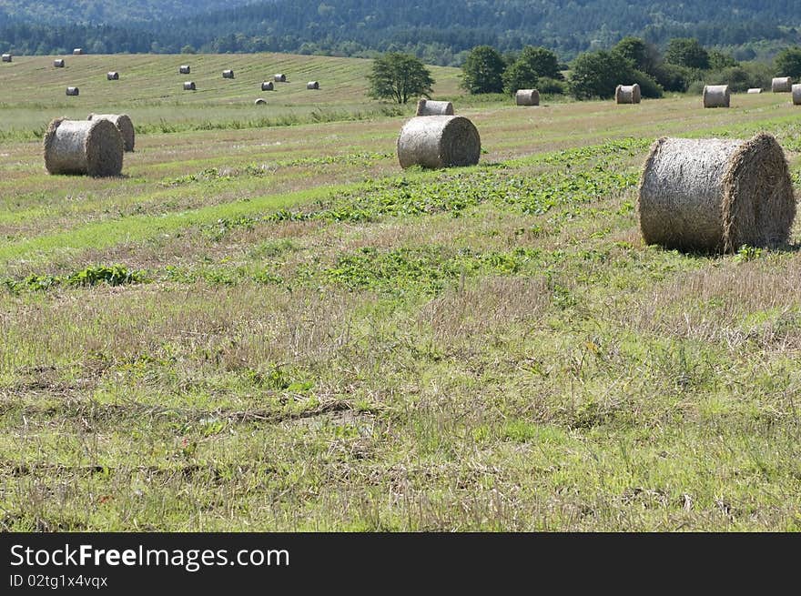 Straw Rolls