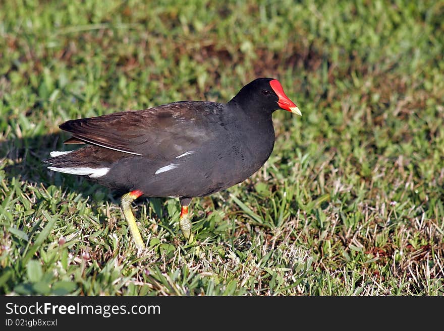 Common moorhen running to water