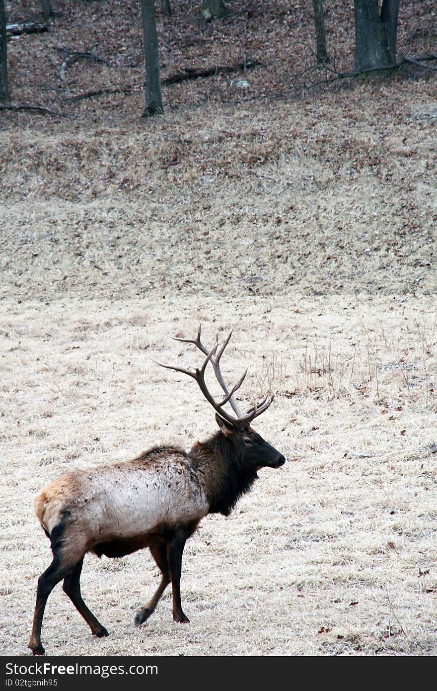 Bull elk