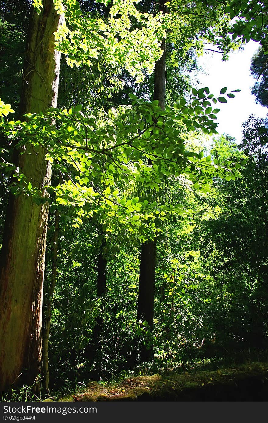 Green forest at Portugal.