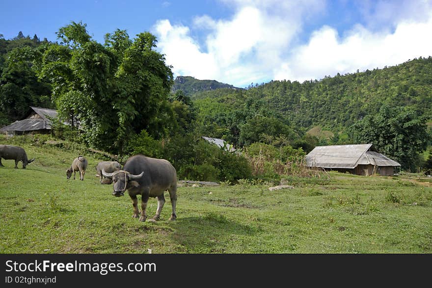 Vietnamese farmland with buffalo and houses. Vietnamese farmland with buffalo and houses