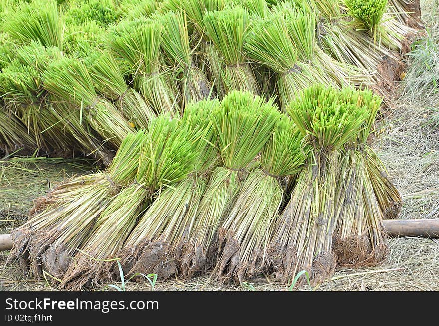 Rice Seedlings