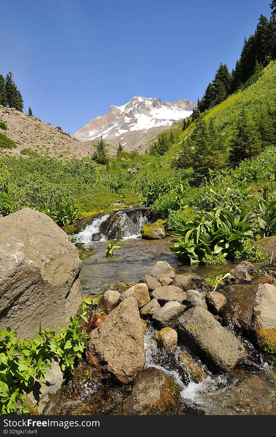 Paradise Park in Mount Hood Alpine Hiking Trails, Oregon. Paradise Park in Mount Hood Alpine Hiking Trails, Oregon