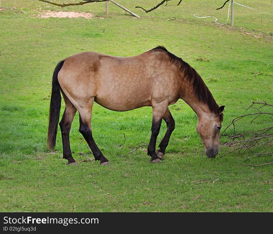 Young Dun Horse with mottled colors grazing in an english meadow. Young Dun Horse with mottled colors grazing in an english meadow