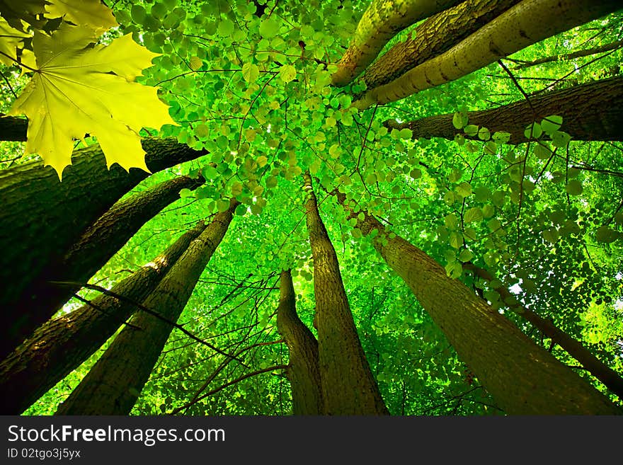 Tree canopy in the spring foret