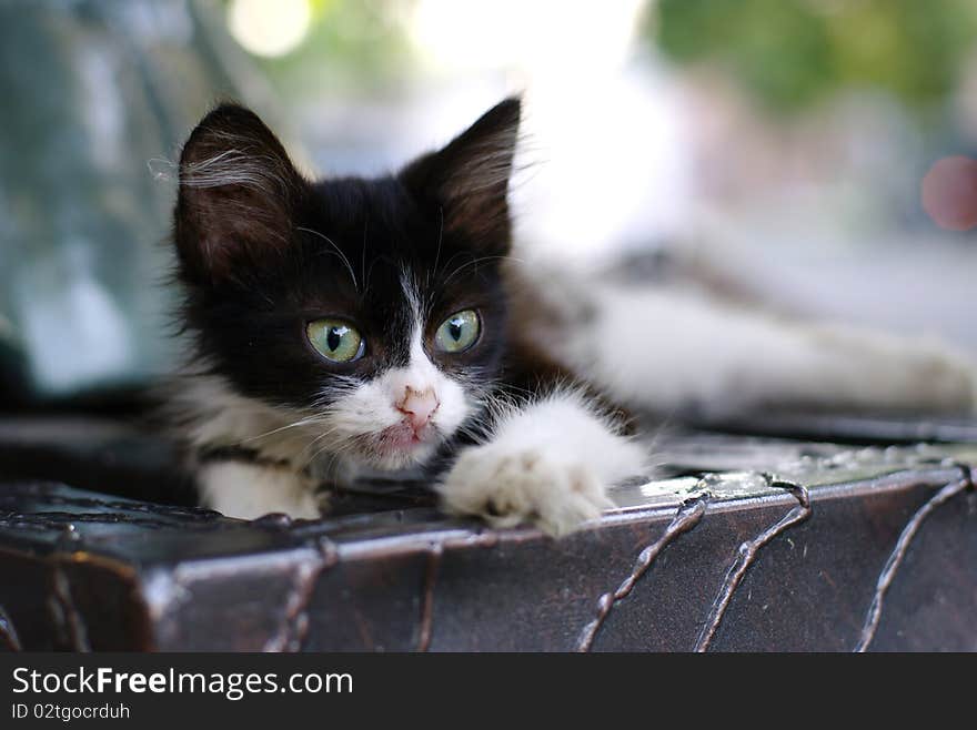 Kitten on the bench