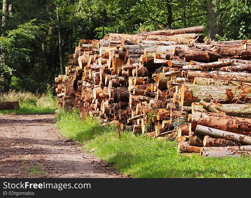 Piles of Logs stacked alongside an English Woodland Track. Piles of Logs stacked alongside an English Woodland Track