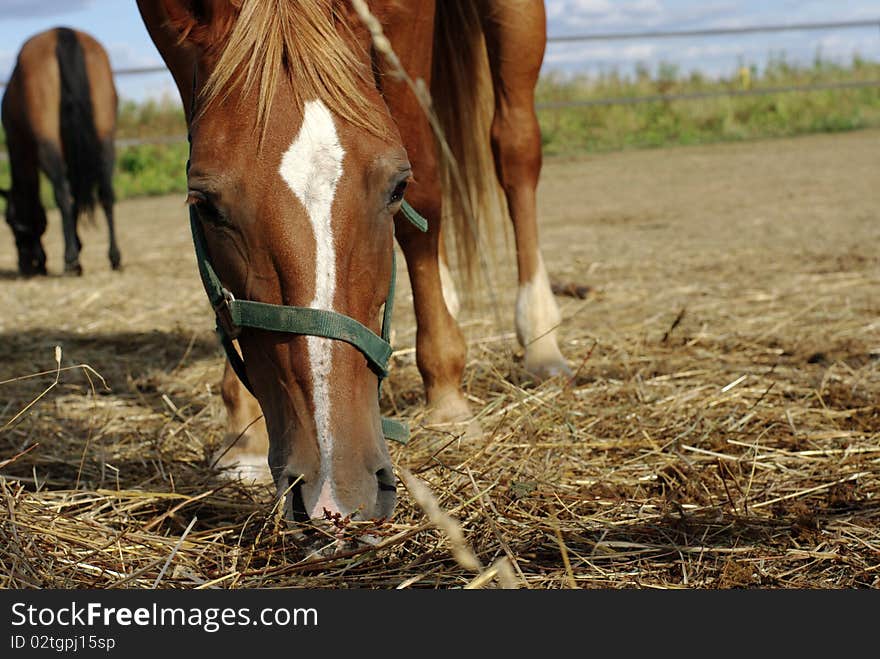 Horses and hay