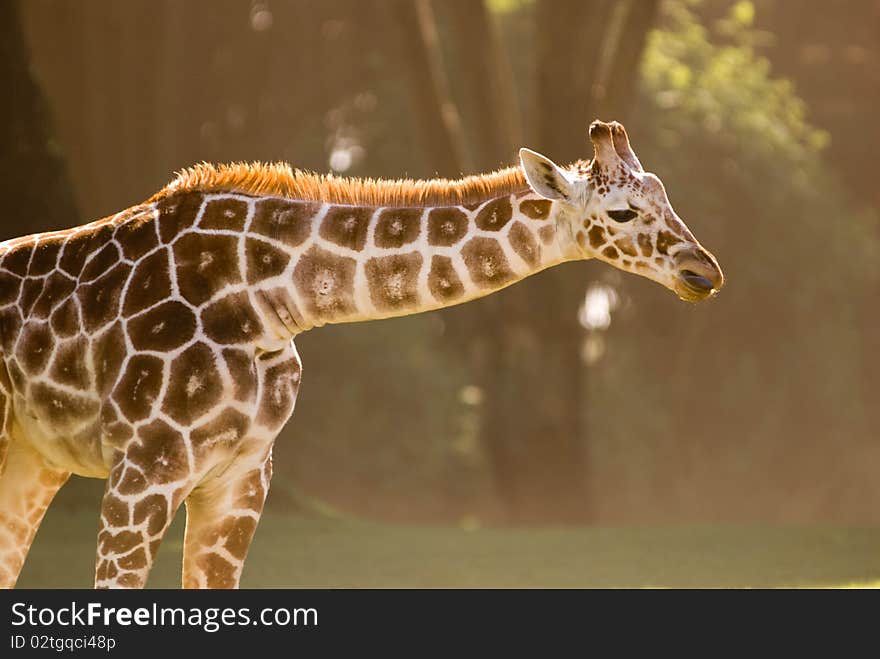 Giraffe in the SF Zoo