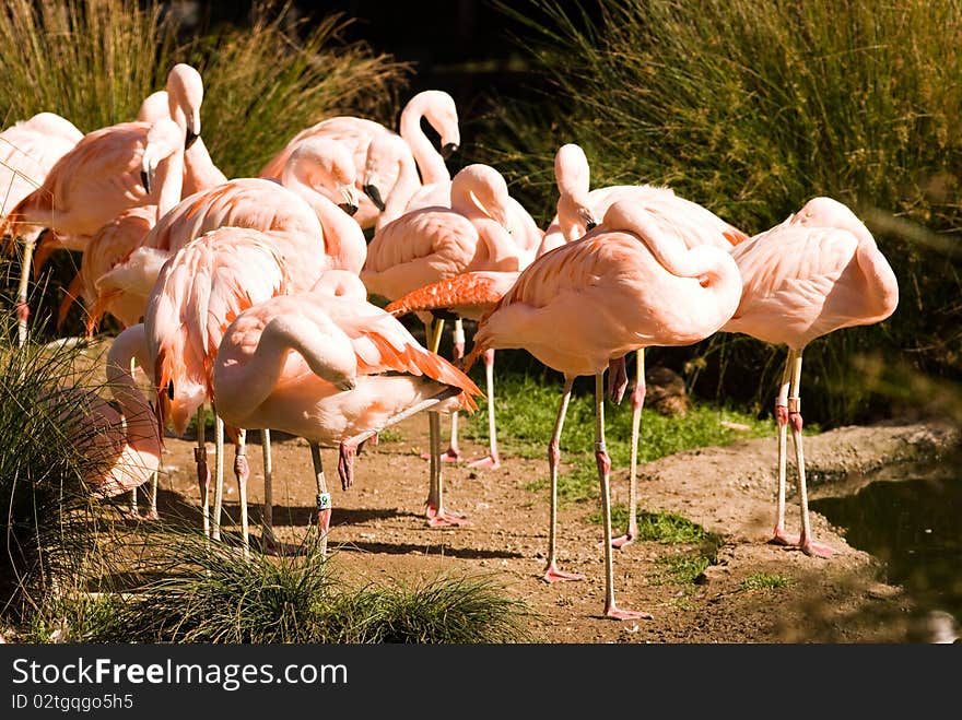 Pink Flamingos