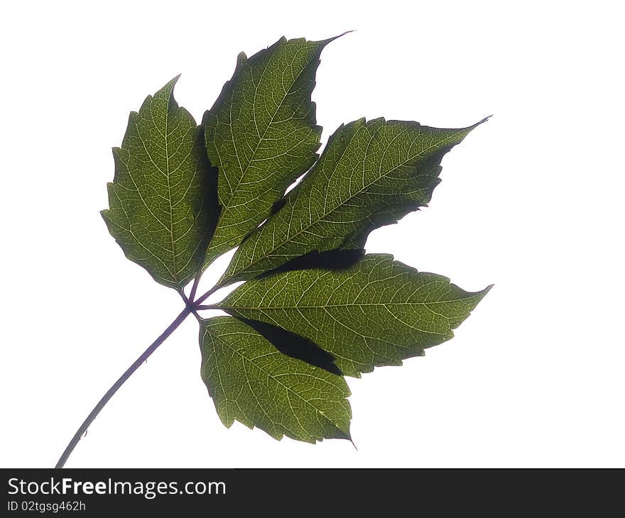 Vine Leaf