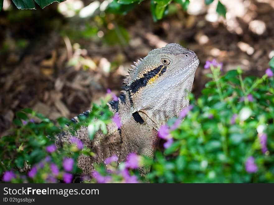 Colorful lizard