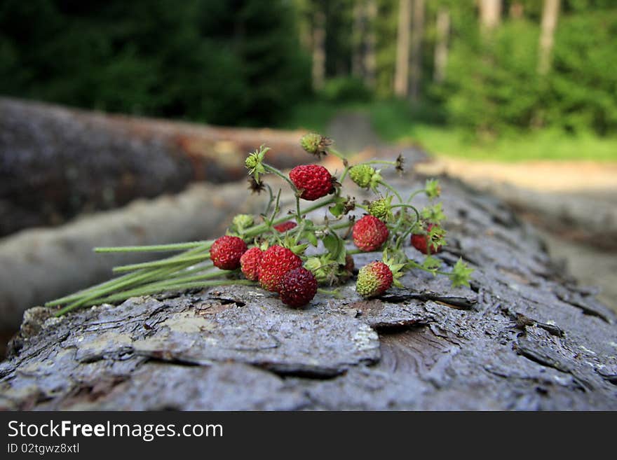 Wild strawberies in forest, sweet and red, slovak nature from the north, where is lot of trees and forests, green nature all around. Wild strawberies in forest, sweet and red, slovak nature from the north, where is lot of trees and forests, green nature all around