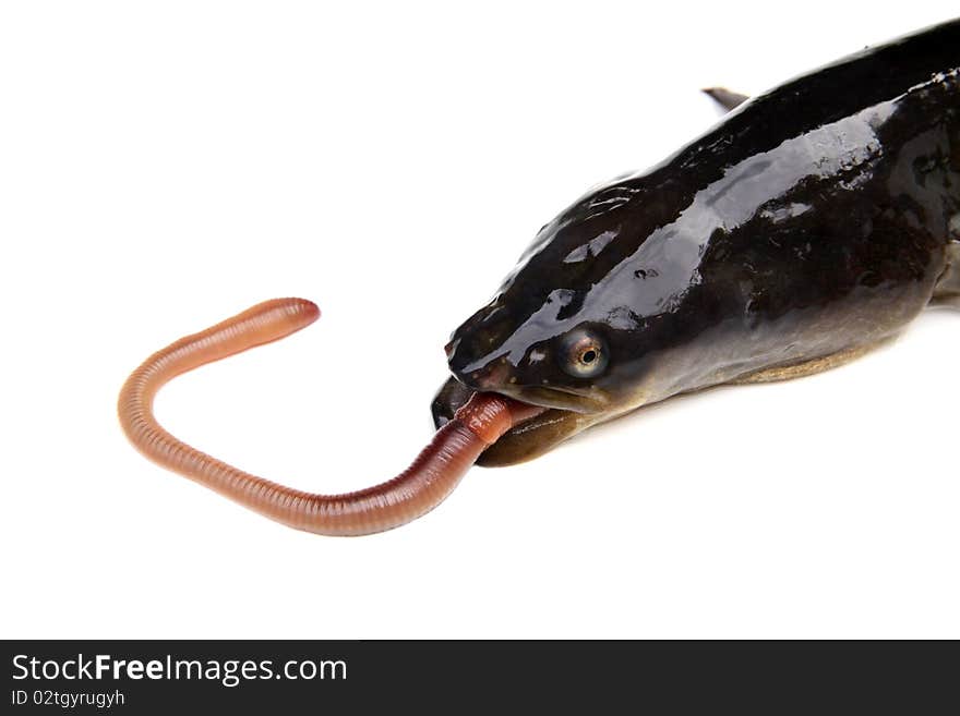 Hunting eel. Eal eats a worm. Hunting eel. Eal eats a worm.