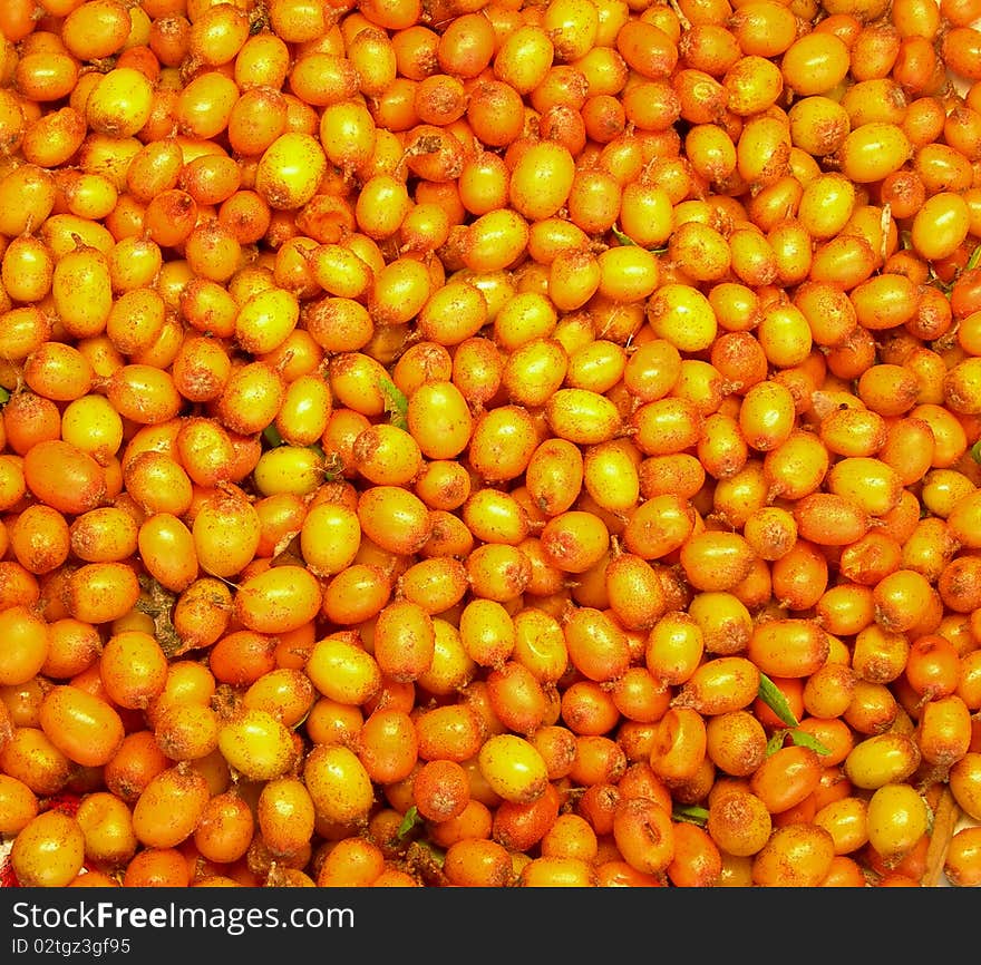 Berries of sea buckthorn as the background.