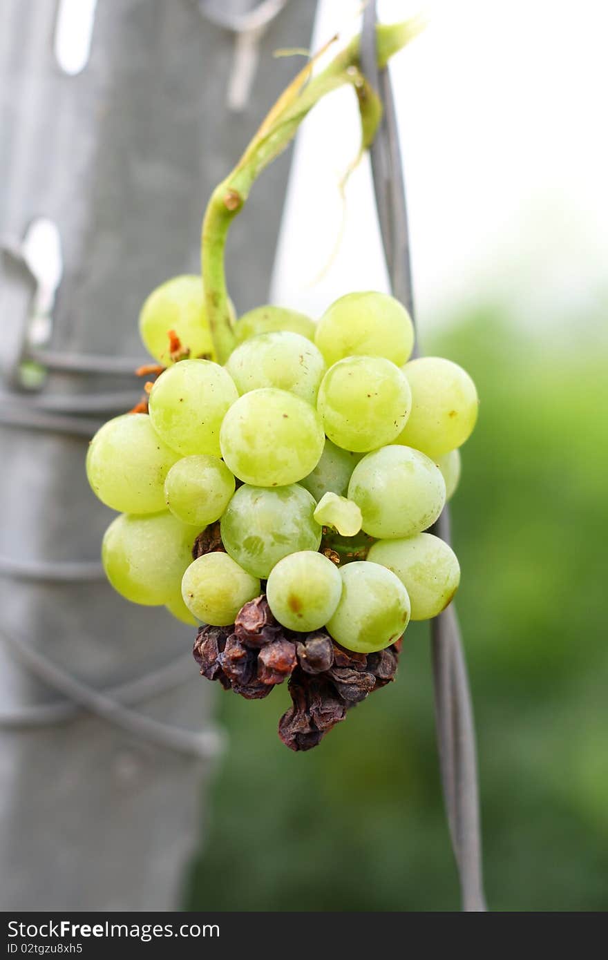 Damaged white grapes in vineyard