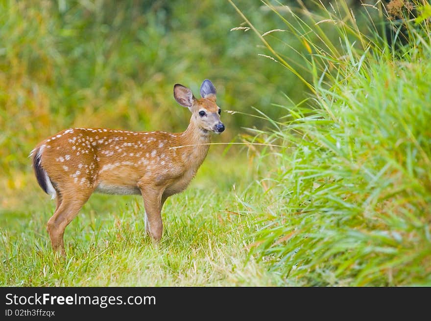 Young Deer Bamby Roe