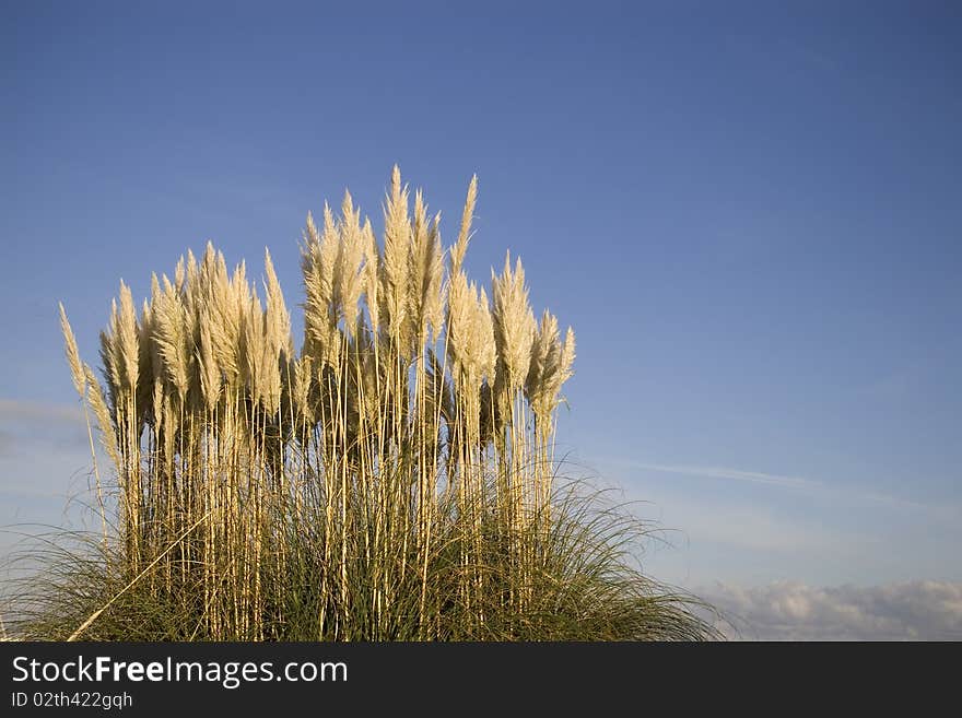 Pampas grass