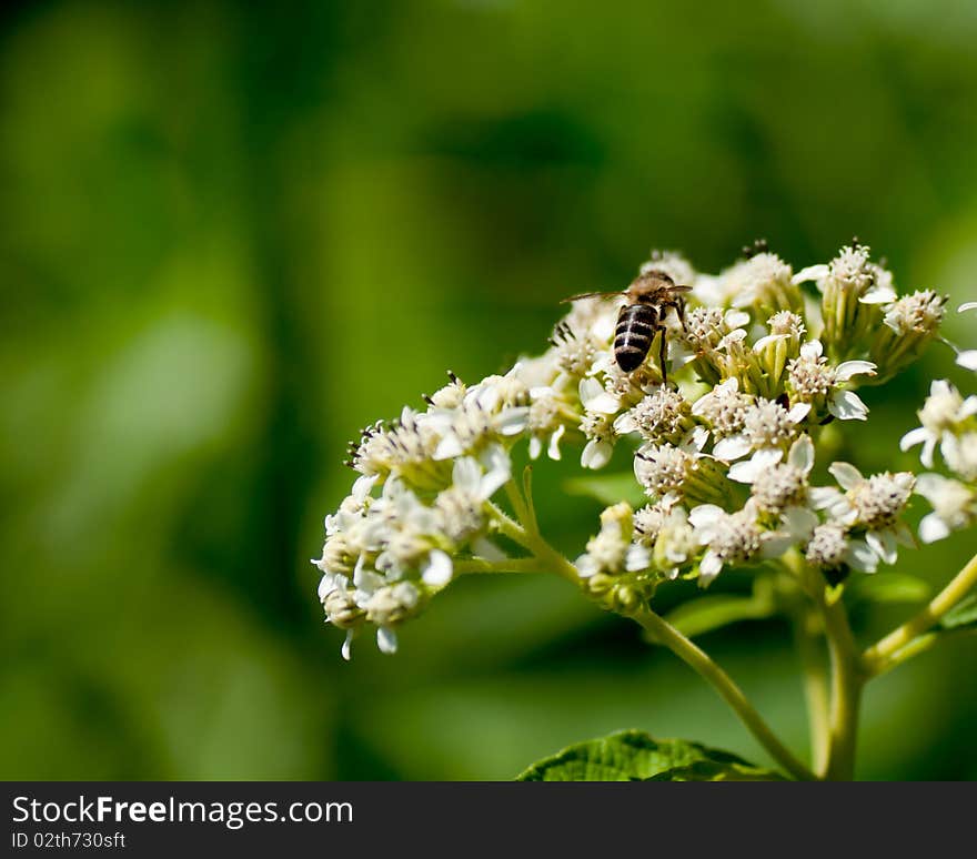 Pollination in plain sight