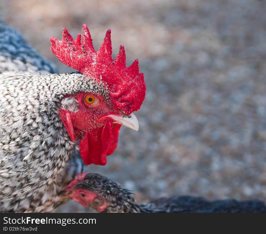 Rooster with an eye for love 2