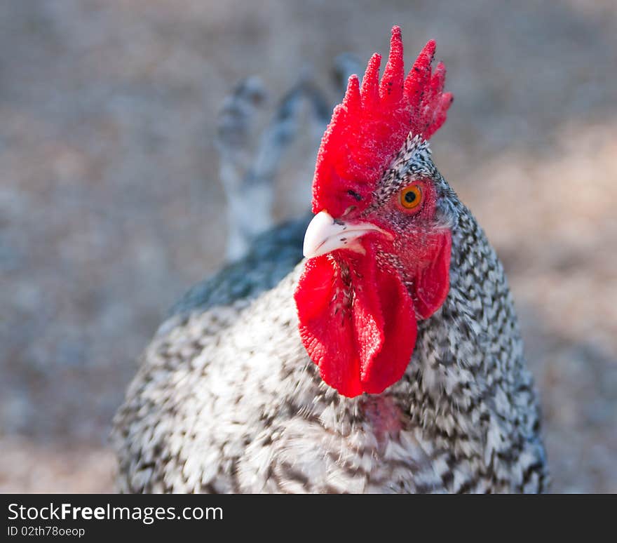 Rooster with an eye for love