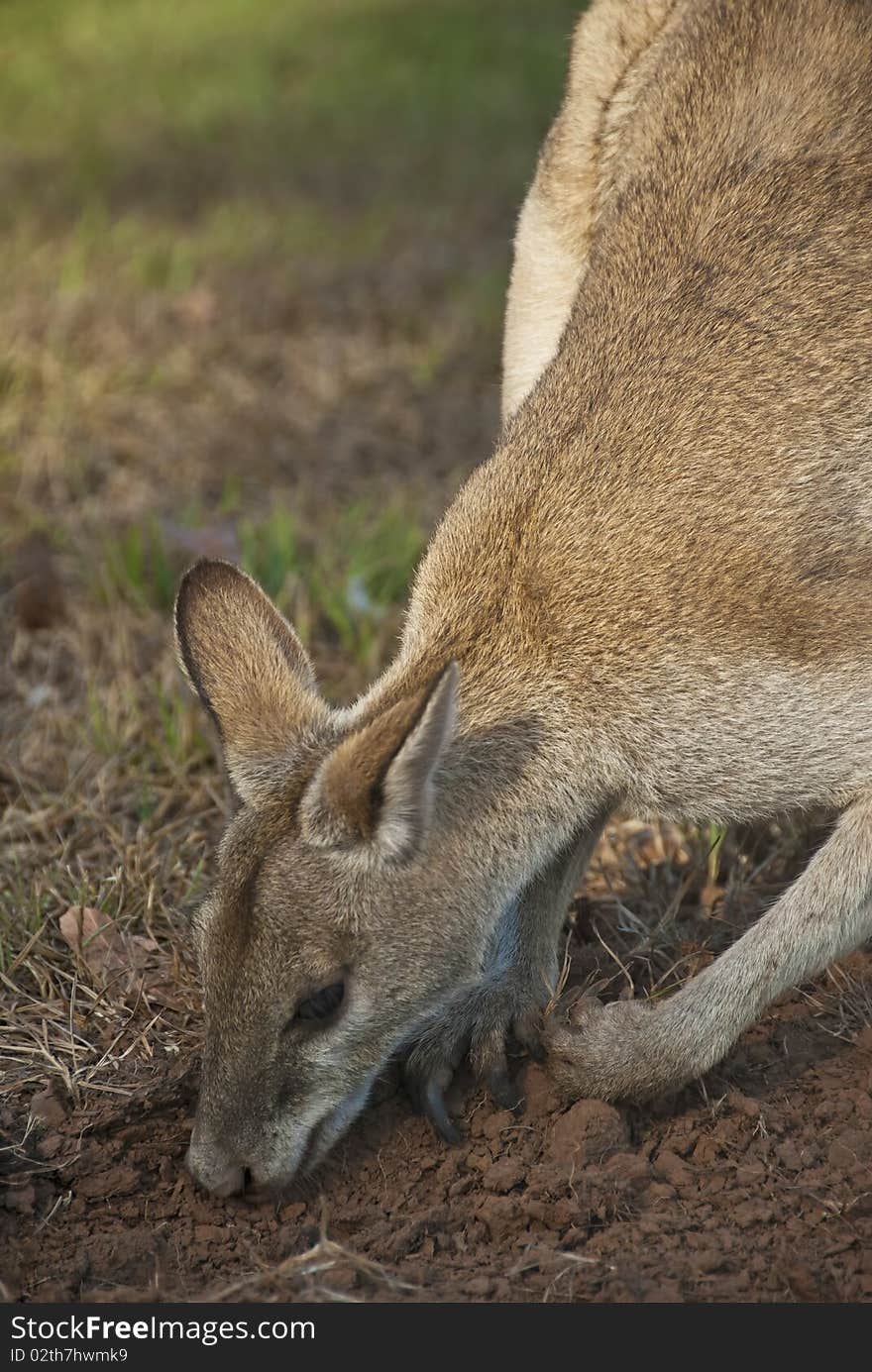 Wallaby, Kakadu National park, Northern Australia