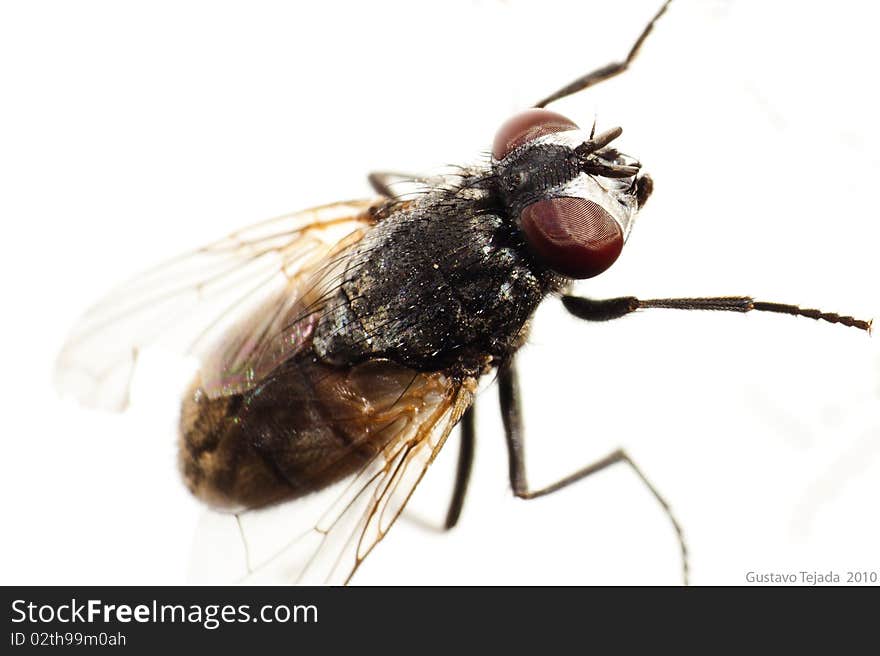 A really close up of one of the most common insects: the fly.
On this photo, one can see the extreme complexity of the insect structure otherwise invisible to the human eye.