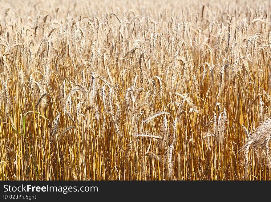 Growing wheat on the field - close up. Growing wheat on the field - close up