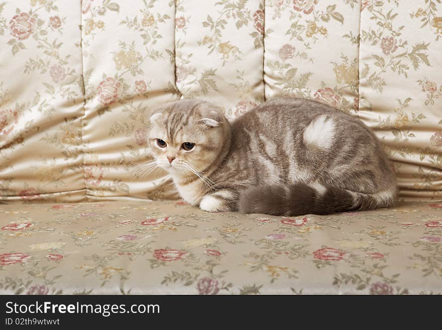 Cat sitting on a beautiful vintage couch