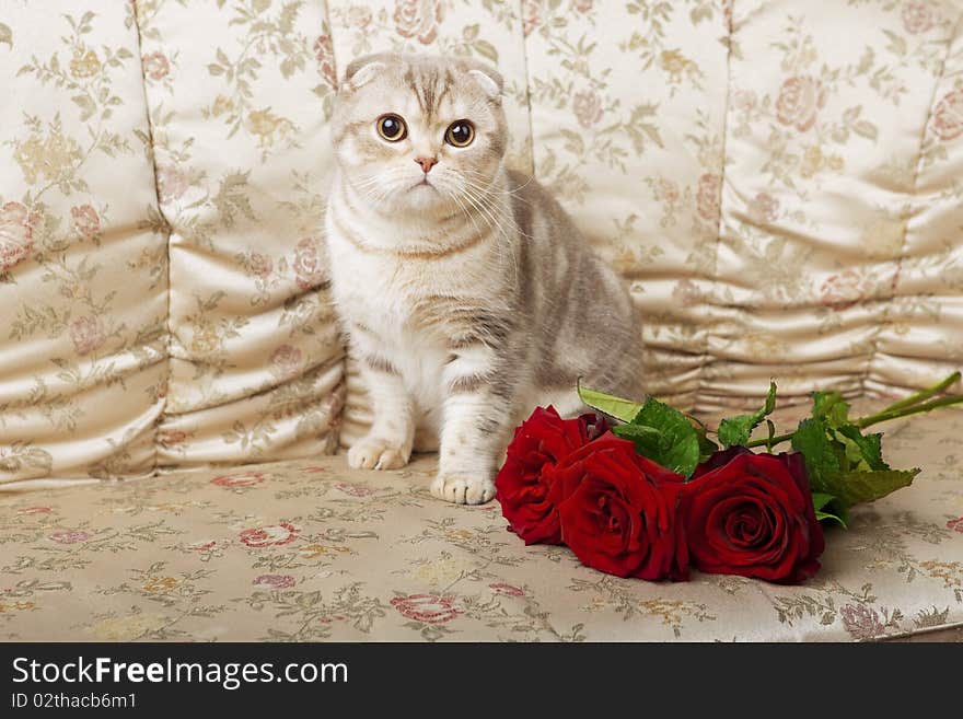 The image of a cat sitting on a beautiful vintage couch