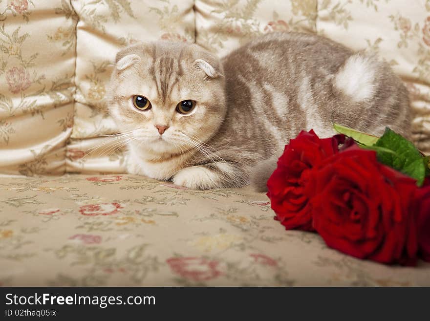 The image of a cat sitting on a beautiful vintage couch