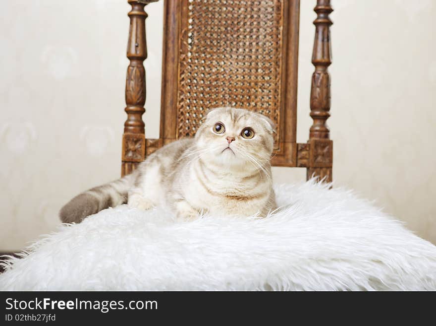 Cat sitting on a beautiful vintage chair