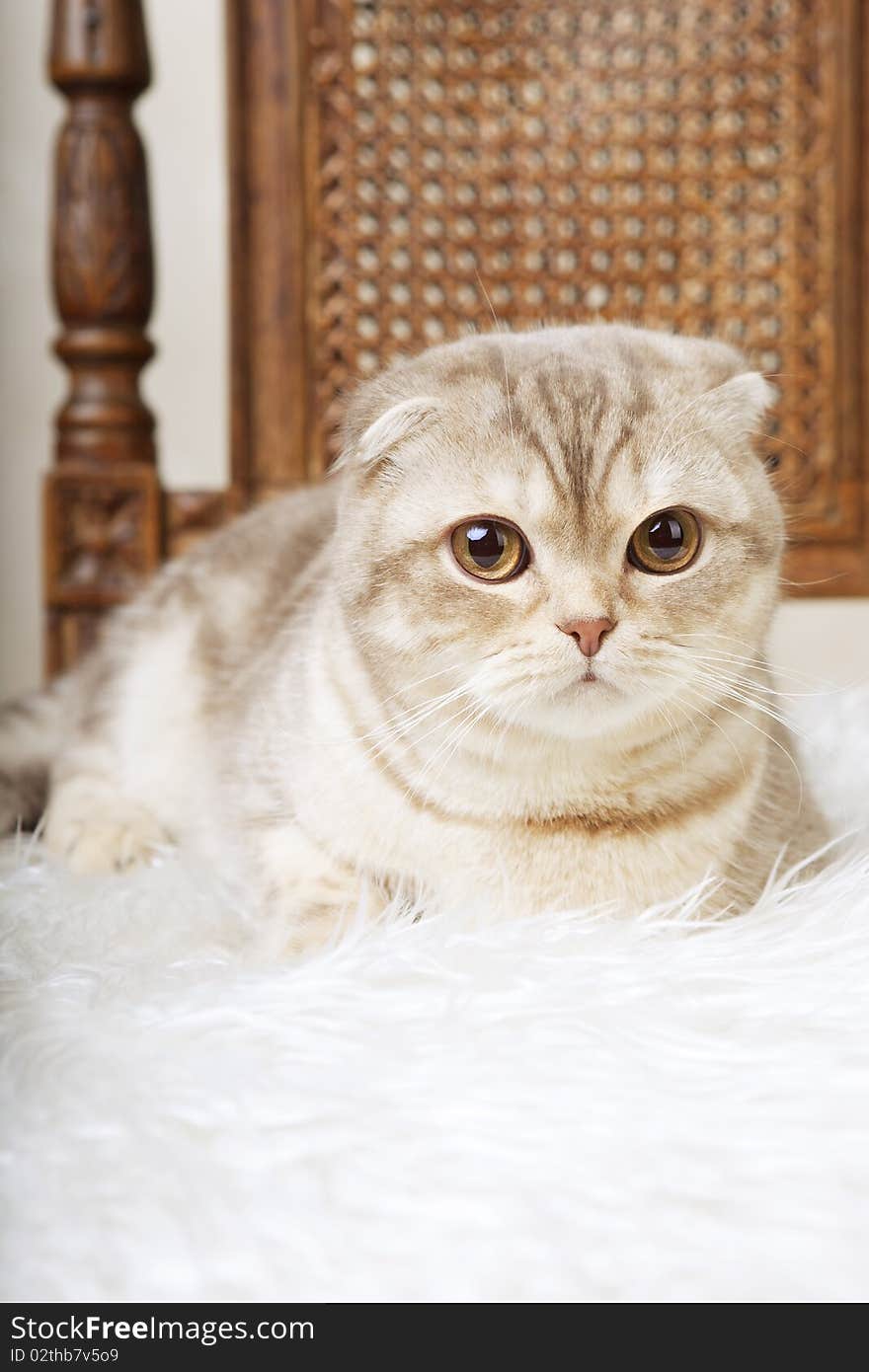 The image of a cat sitting on a beautiful vintage chair