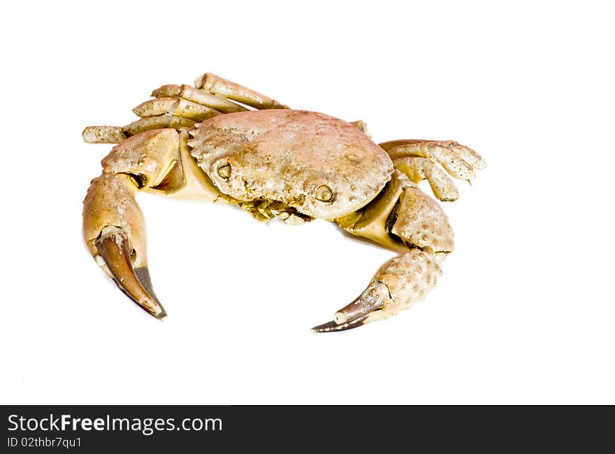 Orange crab isolated on white