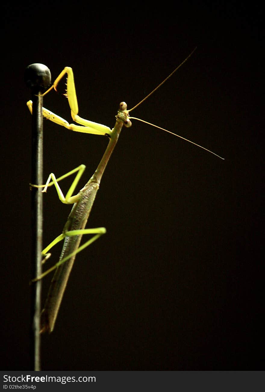 Praying Mantis