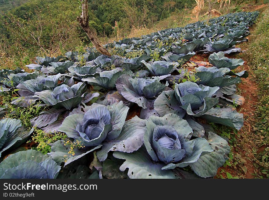 Vegetables grown by freckles Lam Mountain. Vegetables grown by freckles Lam Mountain.