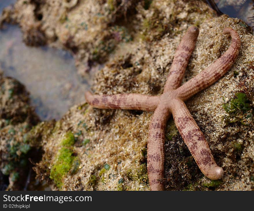 Starfish on the tidal flat