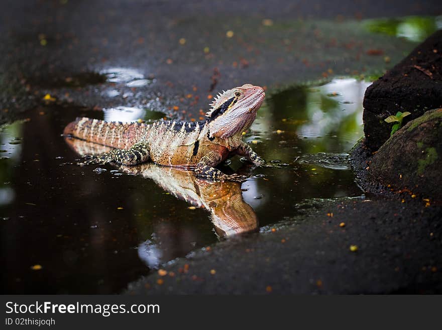 Colorful lizard in the water