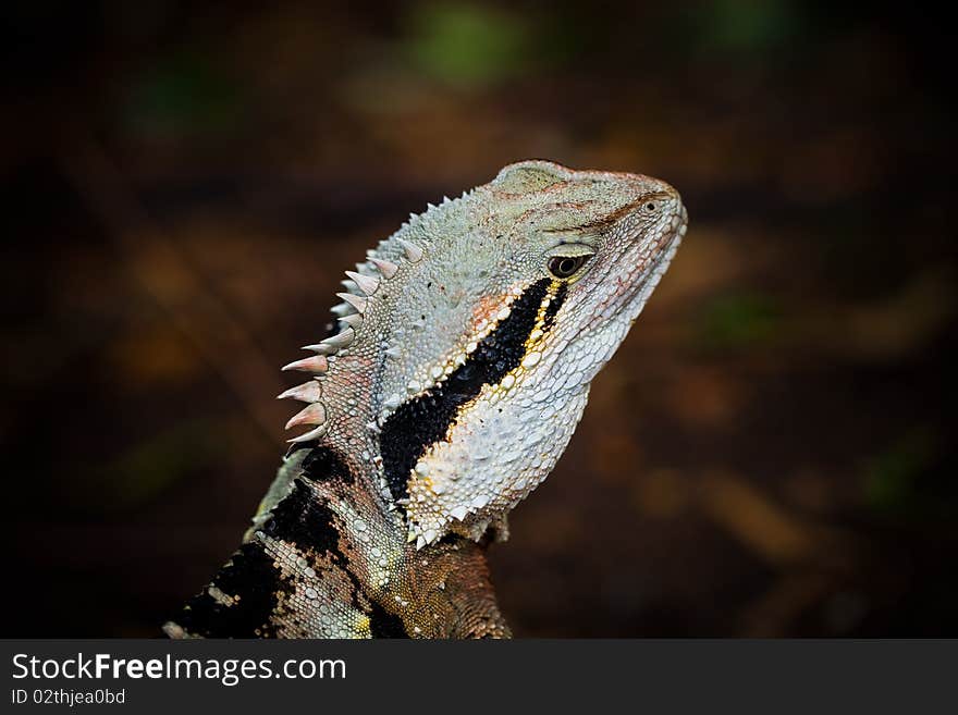 Colorful lizard eye close up