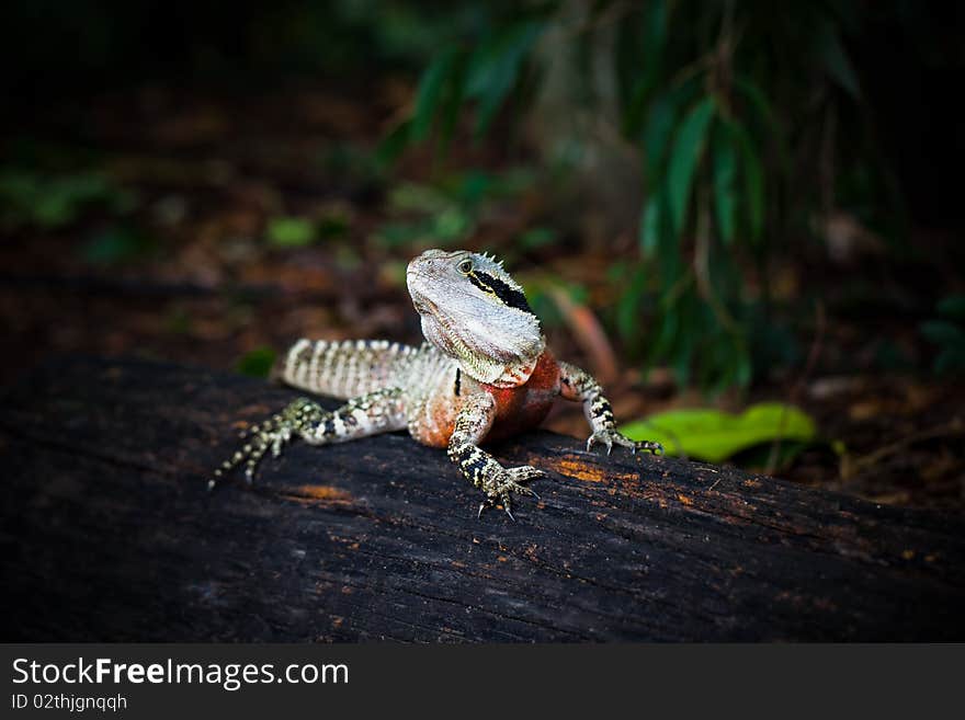 Colorful lizard